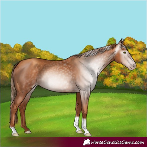 Horse Color:Gray Gold Champagne Tobiano 