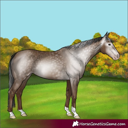 Horse Color:Unknown 