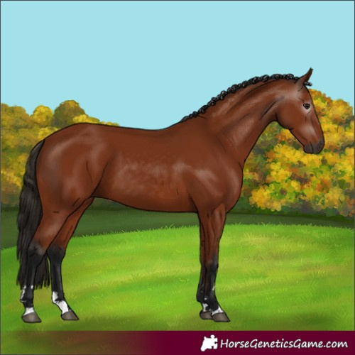 Horse Color:Gray Bay 