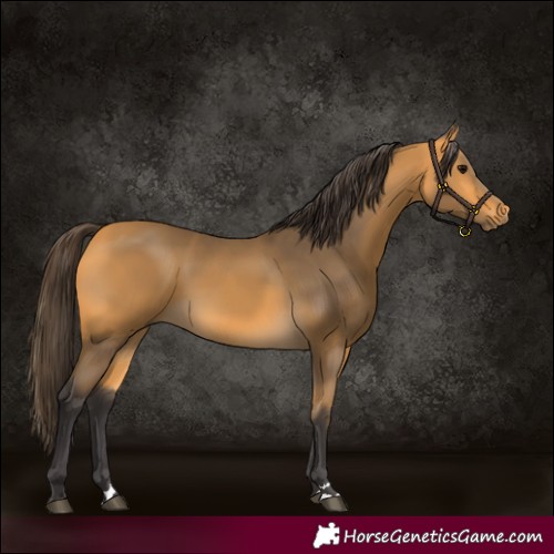 Horse Color:Buckskin 
