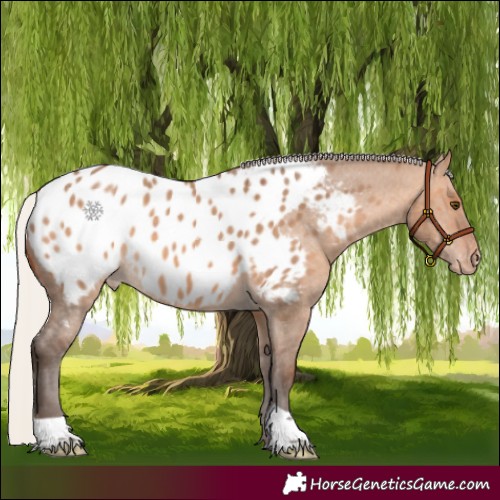 Horse Color:Silver Brown Dun Near Leopard