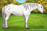Horse Color:Bay Appaloosa 
