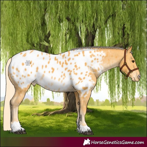 Horse Color:Palomino Near Leopard