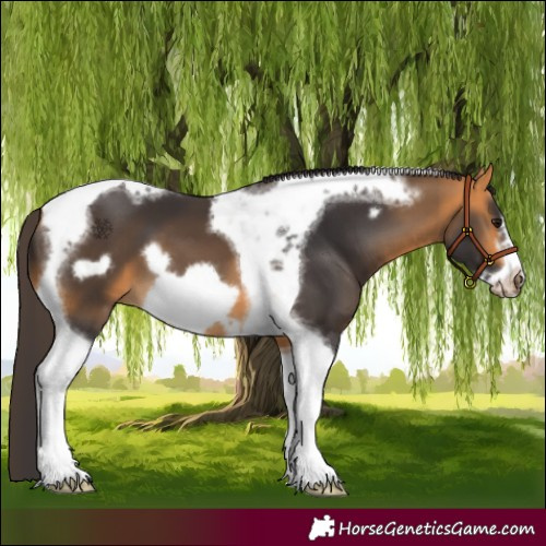 Horse Color:Buckskin Tobiano Frame 