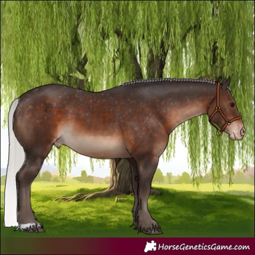 Horse Color:Silver Brown Appaloosa 