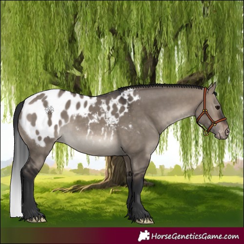 Horse Color:Brown Dun Near Leopard 