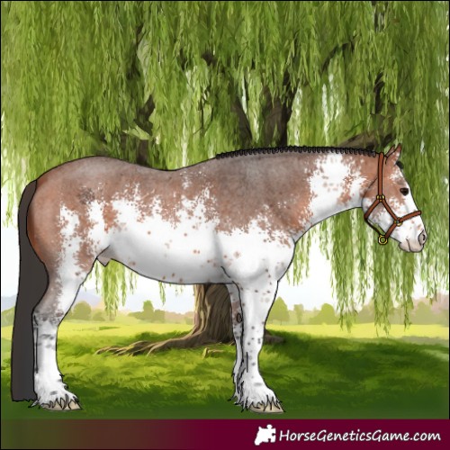 Horse Color:White Spotted Bay Sabino 