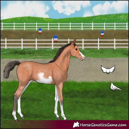 Horse Color:White Spotted Bay Sabino Frame 