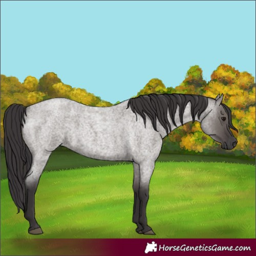 Horse Color:Smoky Grullo Roan 