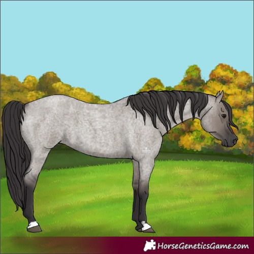 Horse Color:Smoky Grullo Roan 