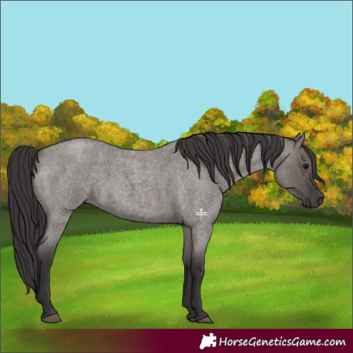 Horse Color:Smoky Grullo Roan 