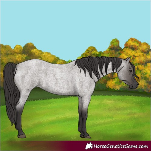 Horse Color:Smoky Grullo Roan 