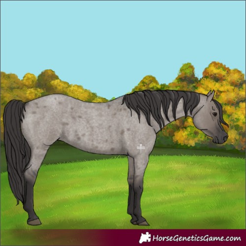 Horse Color:Smoky Grullo Roan 