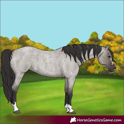 Horse Color:Smoky Grullo Roan 