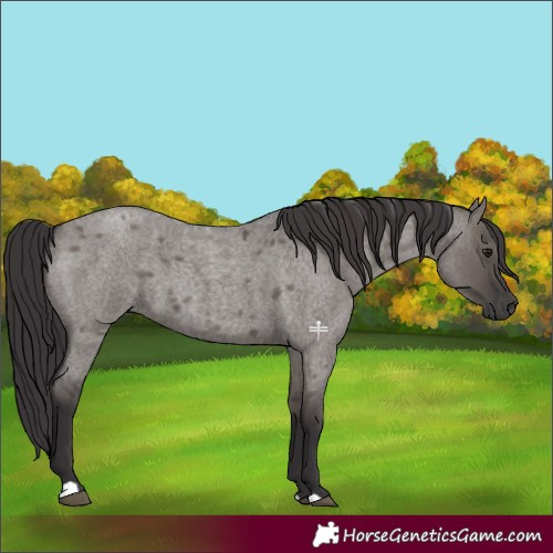 Horse Color:Smoky Grullo Roan 