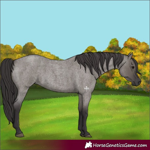 Horse Color:Smoky Grullo Roan 