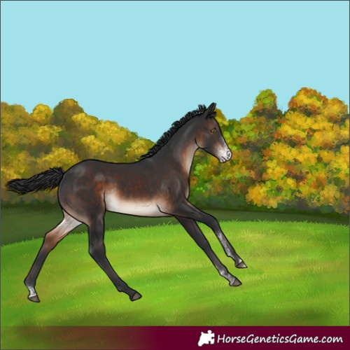 Horse Color:Brown Sabino Rabicano 