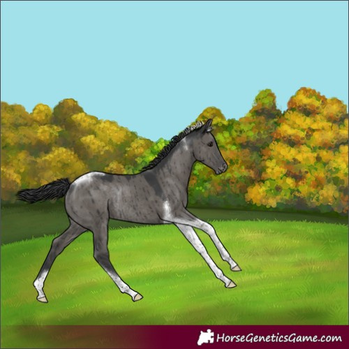 Horse Color:Grullo Tobiano Varnish Rabicano Brindle 