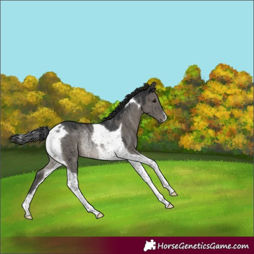 Horse Color:Grullo Tobiano Rabicano Brindle 