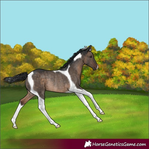 Horse Color:Brown Dun Tobiano Rabicano