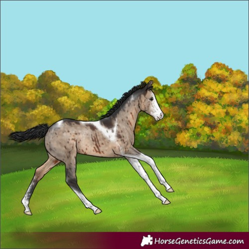 Horse Color:Brown Dun Sabino Tobiano Rabicano Brindle 
