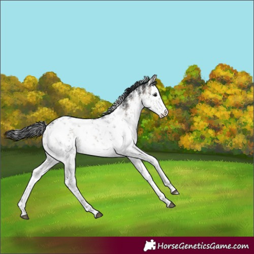 Horse Color:White Spotted Brown Dun Sabino Rabicano
