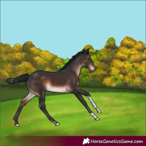 Horse Color:Brown Tobiano Rabicano