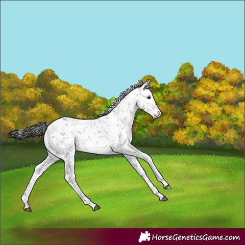 Horse Color:White Spotted Black Sabino Rabicano