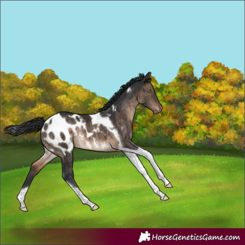 Horse Color:Brown Dun Tobiano Appaloosa Rabicano Brindle 