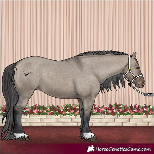 Horse Color:Brown Dun Appaloosa