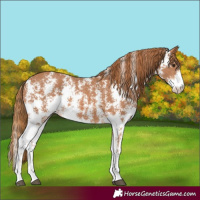 Horse Color:Chestnut Sabino