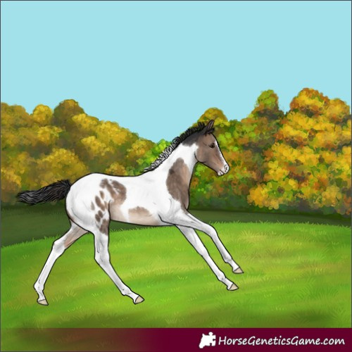 Horse Color:Brown Dun Tobiano Blanket