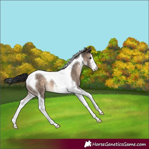 Horse Color:White Spotted Brown Dun Tobiano 