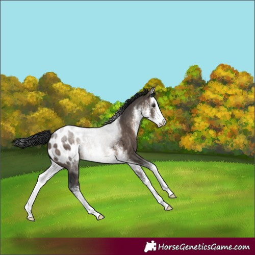 Horse Color:White Spotted Brown Dun Appaloosa 