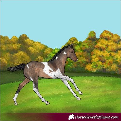 Horse Color:Brown Dun Tobiano 