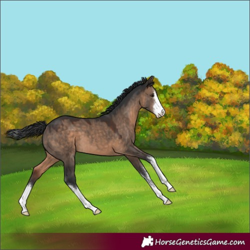 Horse Color:White Spotted Brown Dun 