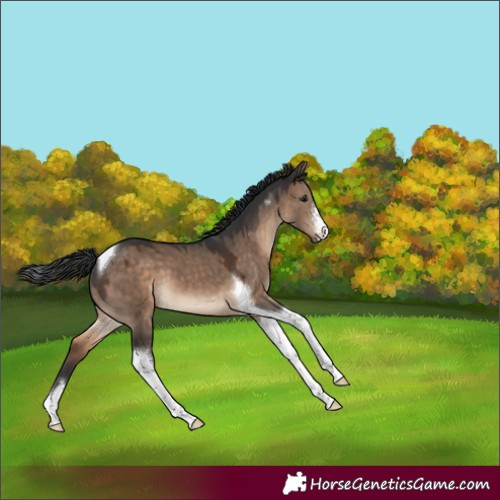 Horse Color:White Spotted Brown Dun Tobiano