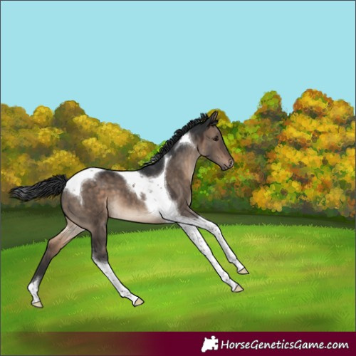 Horse Color:Brown Dun Tobiano 