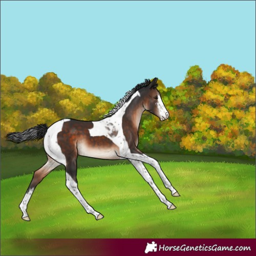 Horse Color:White Spotted Brown Tobiano Varnish