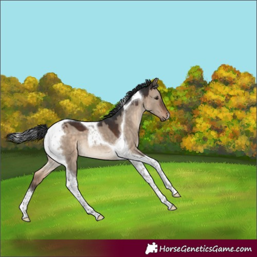 Horse Color:Brown Dun Tobiano 
