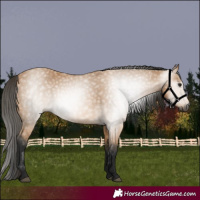 Horse Color:Gray Buckskin 
