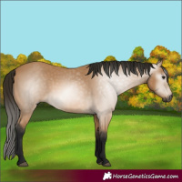 Horse Color:Gray Buckskin 