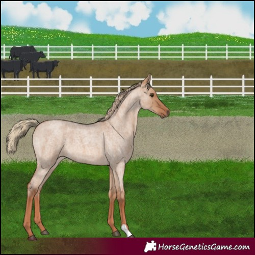 Horse Color:Red Dun Roan 