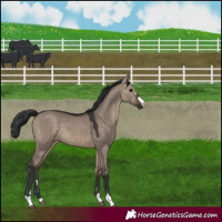 Horse Color:Brown Dun