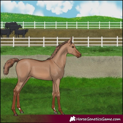Horse Color:Red Dun 