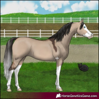 Horse Color:Bay Dun Splash 