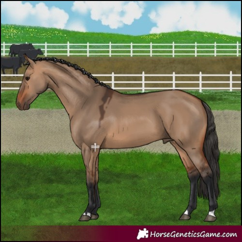 Horse Color:Bay Dun 
