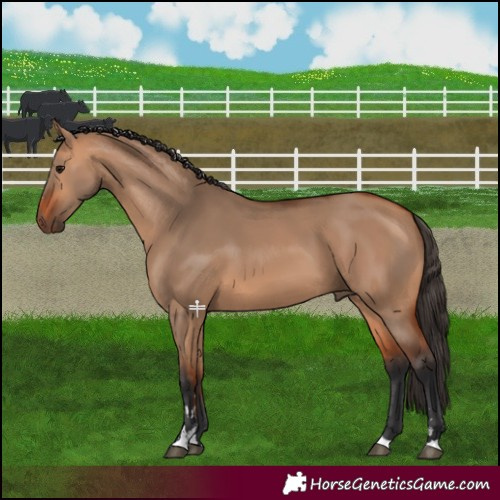 Horse Color:Bay Dun 