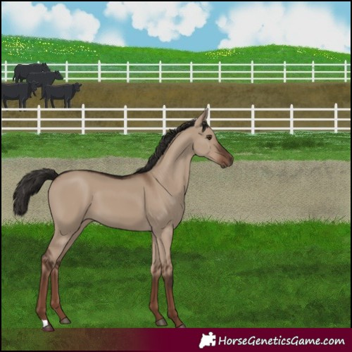 Horse Color:Liver Red Dun 