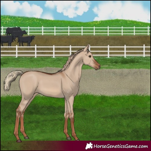 Horse Color:Red Dun 